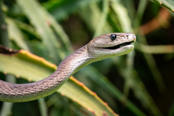 Black Mamba