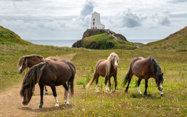 Llanddwyn Ponies