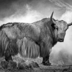 Jewel of the Himalaya
