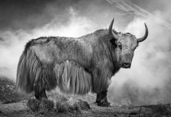 Jewel of the Himalaya