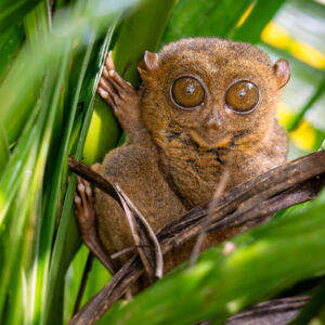 Tarsiers Gaze