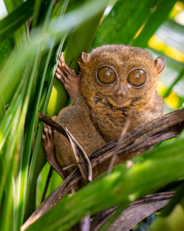 Tarsiers Gaze