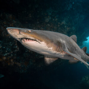 close up portrait of spotted sand tiger shark in cave, south africa ragged tooth