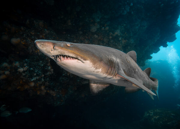 The Sand Tiger