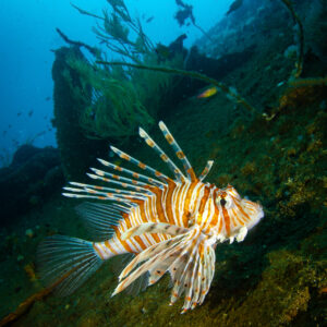 Lion fish