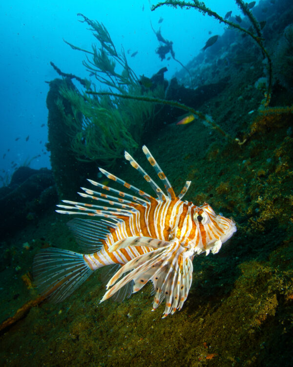 Lion fish