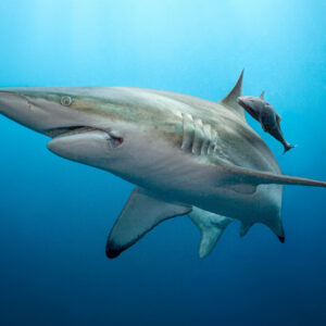 Oceanic Blacktip