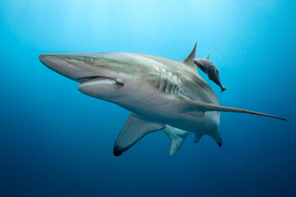 Oceanic Blacktip